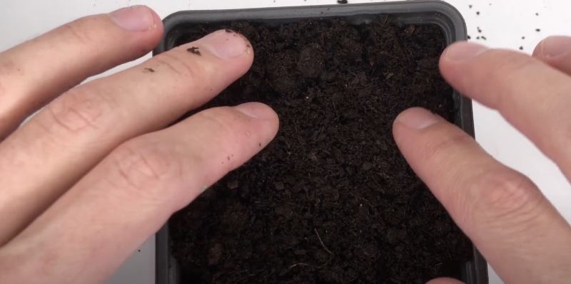 Как вырастить киви в домашних условиях