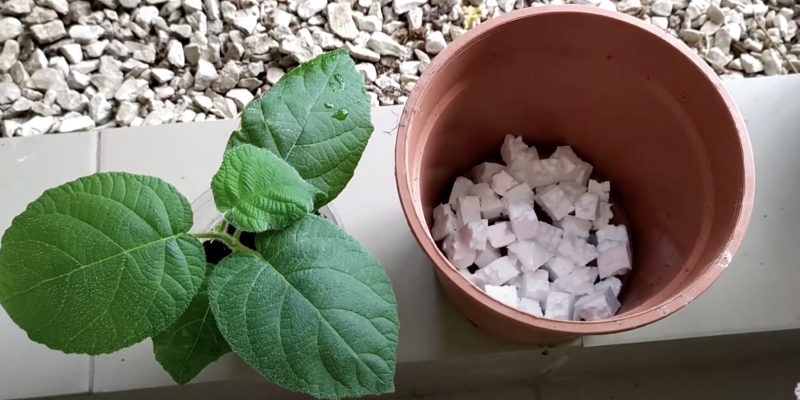 Как вырастить киви в домашних условиях