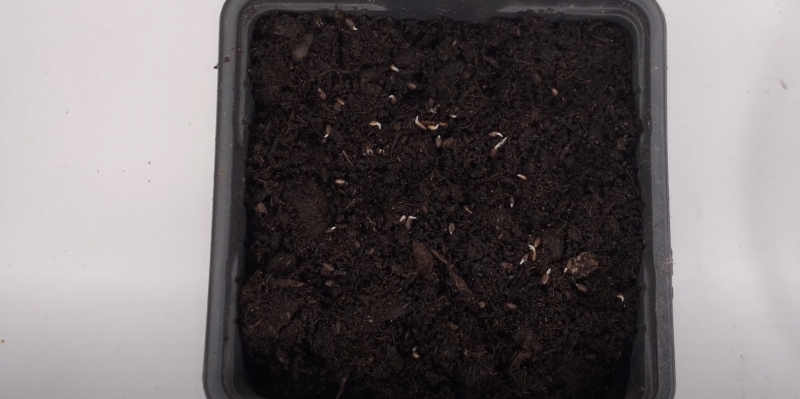 Как вырастить киви в домашних условиях