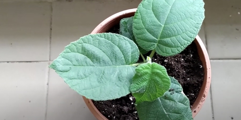 Как вырастить киви в домашних условиях