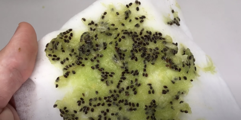 Как вырастить киви в домашних условиях