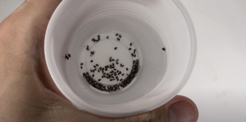 Как вырастить киви в домашних условиях