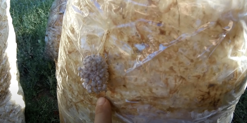 Как вырастить вёшенки в домашних условиях