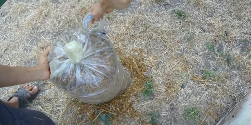 Как вырастить вёшенки в домашних условиях