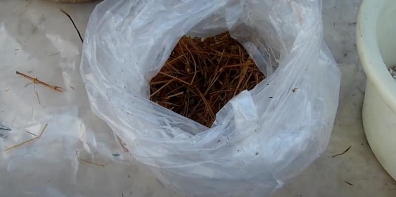 Как вырастить вёшенки в домашних условиях