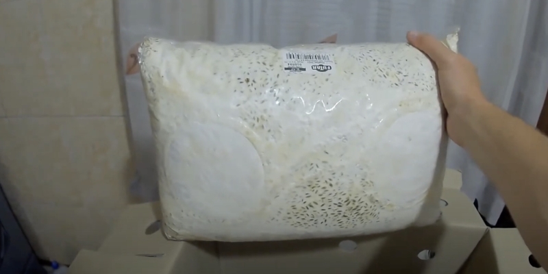 Как вырастить вёшенки в домашних условиях