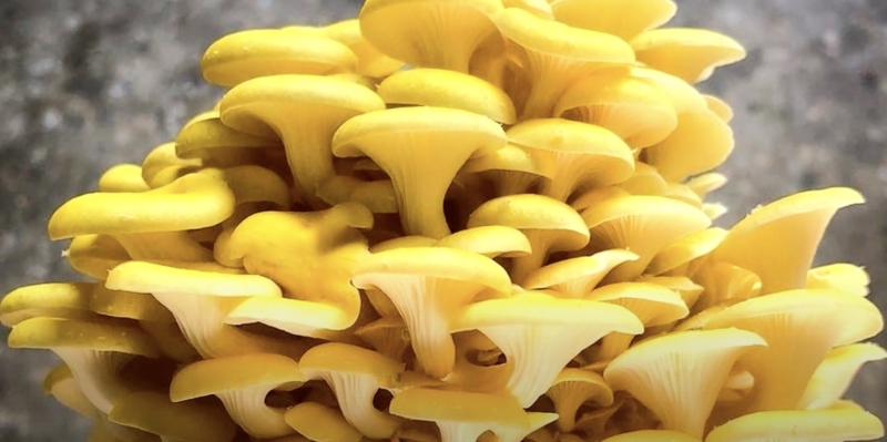 Как вырастить вёшенки в домашних условиях