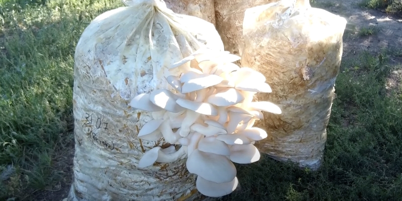 Как вырастить вёшенки в домашних условиях