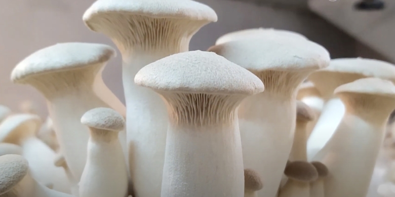 Как вырастить вёшенки в домашних условиях