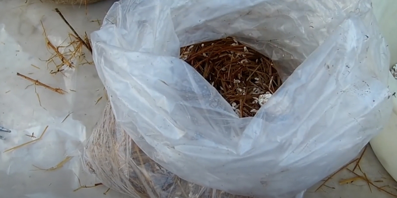 Как вырастить вёшенки в домашних условиях