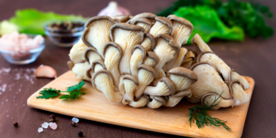 Как вырастить вёшенки в домашних условиях