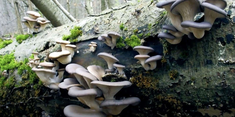 Как вырастить вёшенки в домашних условиях