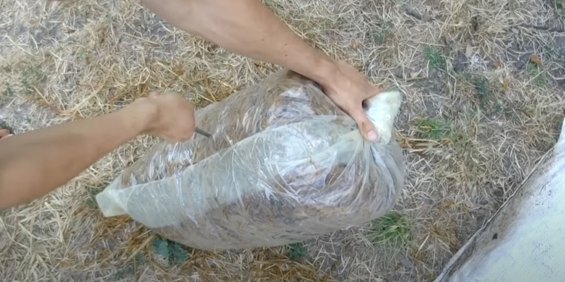 Как вырастить вёшенки в домашних условиях