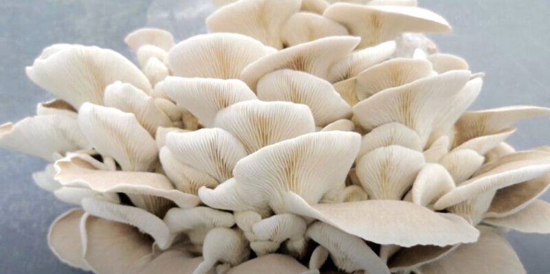 Как вырастить вёшенки в домашних условиях