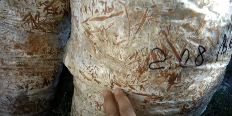 Как вырастить вёшенки в домашних условиях