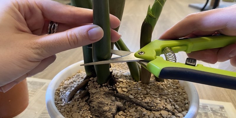 Как размножить замиокулькас в домашних условиях