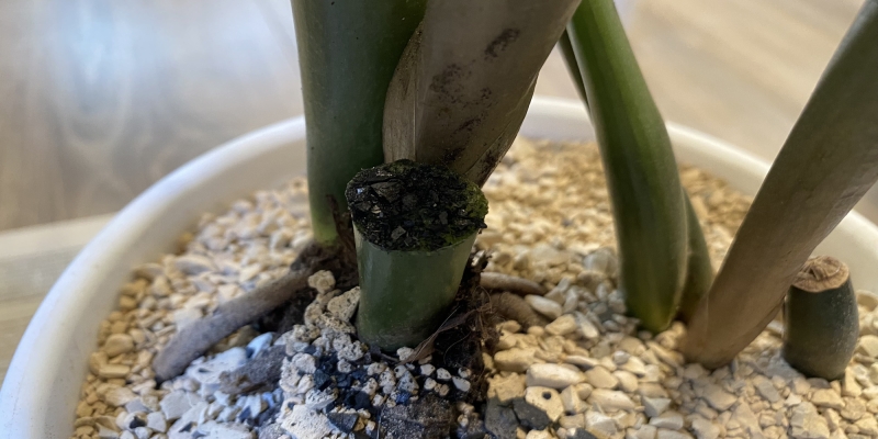 Как размножить замиокулькас в домашних условиях