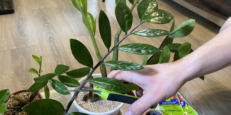 Как размножить замиокулькас в домашних условиях