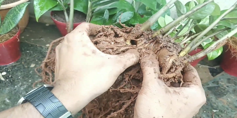 Как размножить замиокулькас в домашних условиях