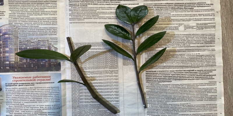 Как размножить замиокулькас в домашних условиях