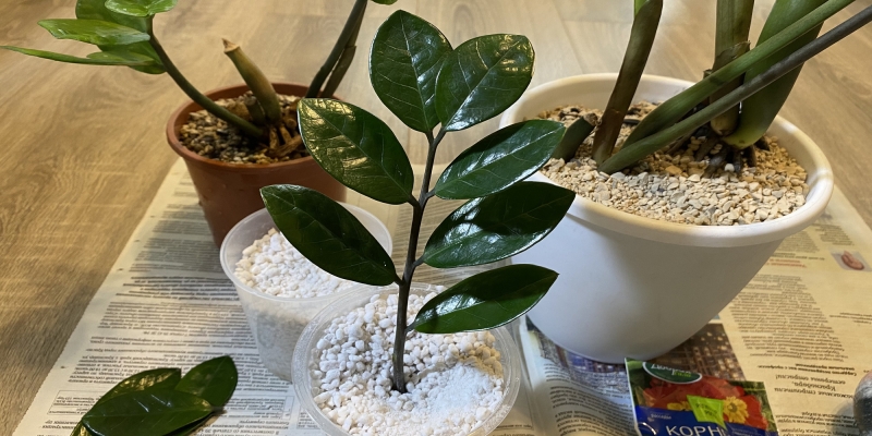 Как размножить замиокулькас в домашних условиях