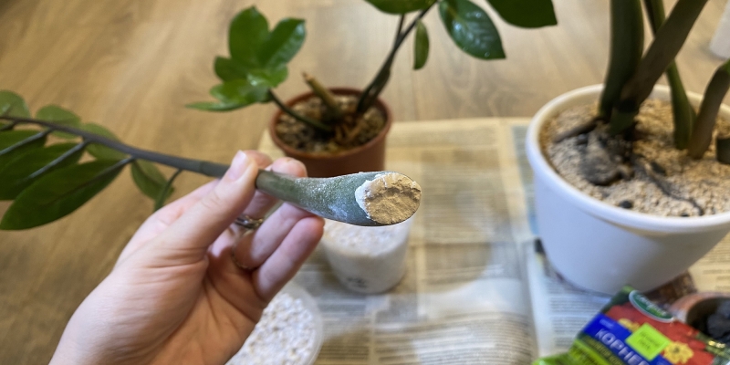 Как размножить замиокулькас в домашних условиях