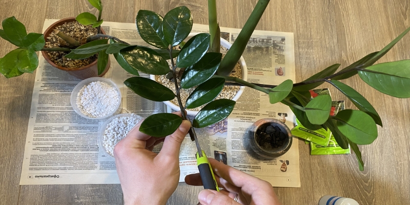 Как размножить замиокулькас в домашних условиях