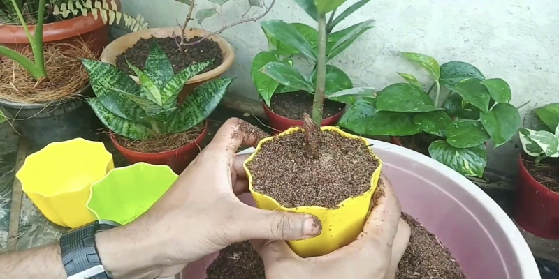 Как размножить замиокулькас в домашних условиях