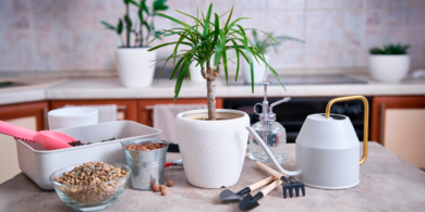 Как размножить драцену правильно