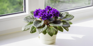 Как размножить фиалку правильно