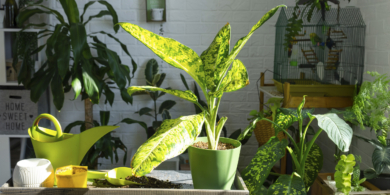 Как ухаживать за диффенбахией в домашних условиях