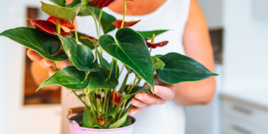 2 простых способа размножить антуриум в домашних условиях