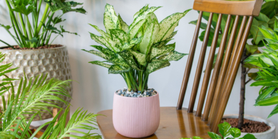 Аглаонема: как ухаживать за эффектным растением в домашних условиях