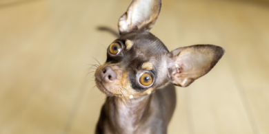 Что важно знать, прежде чем завести русского тойтерьера