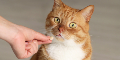 Как дать таблетку кошке правильно