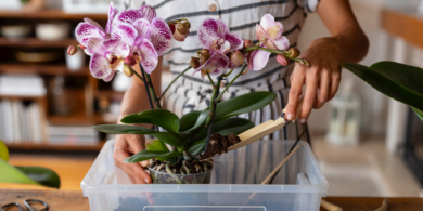 Как размножить орхидею в домашних условиях