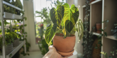 Как ухаживать за филодендроном правильно