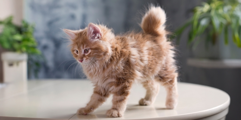 Как ухаживать за курильским бобтейлом, чтобы он рос здоровым и счастливым