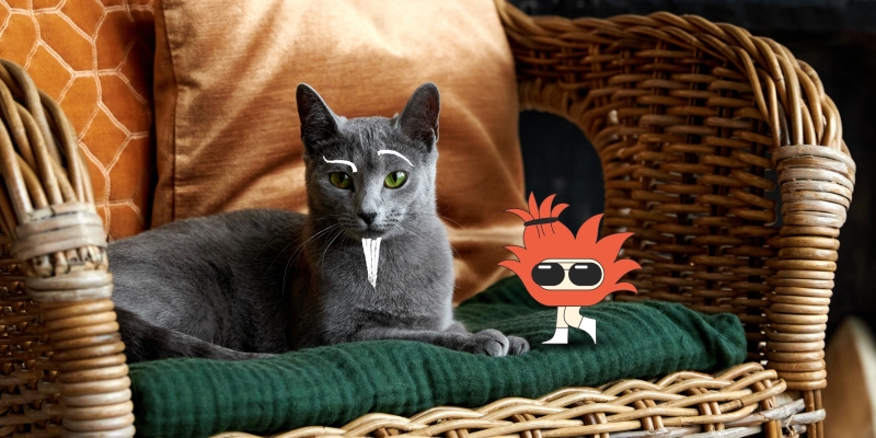 8 пород кошек-долгожителей