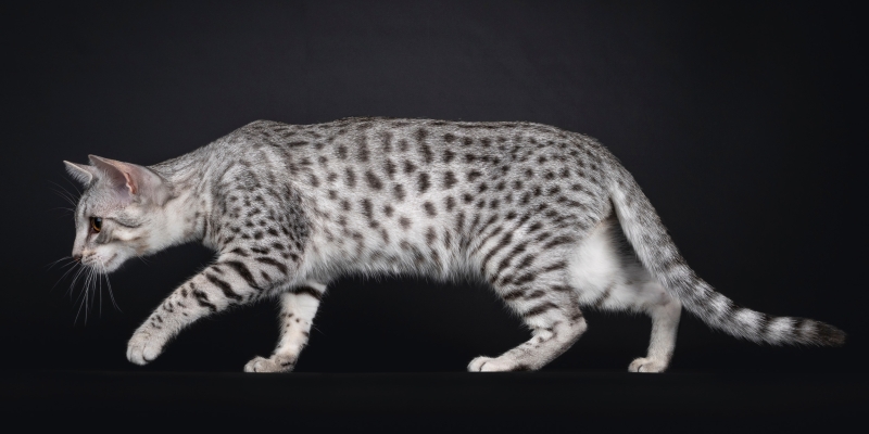 Что нужно знать, прежде чем завести египетскую мау